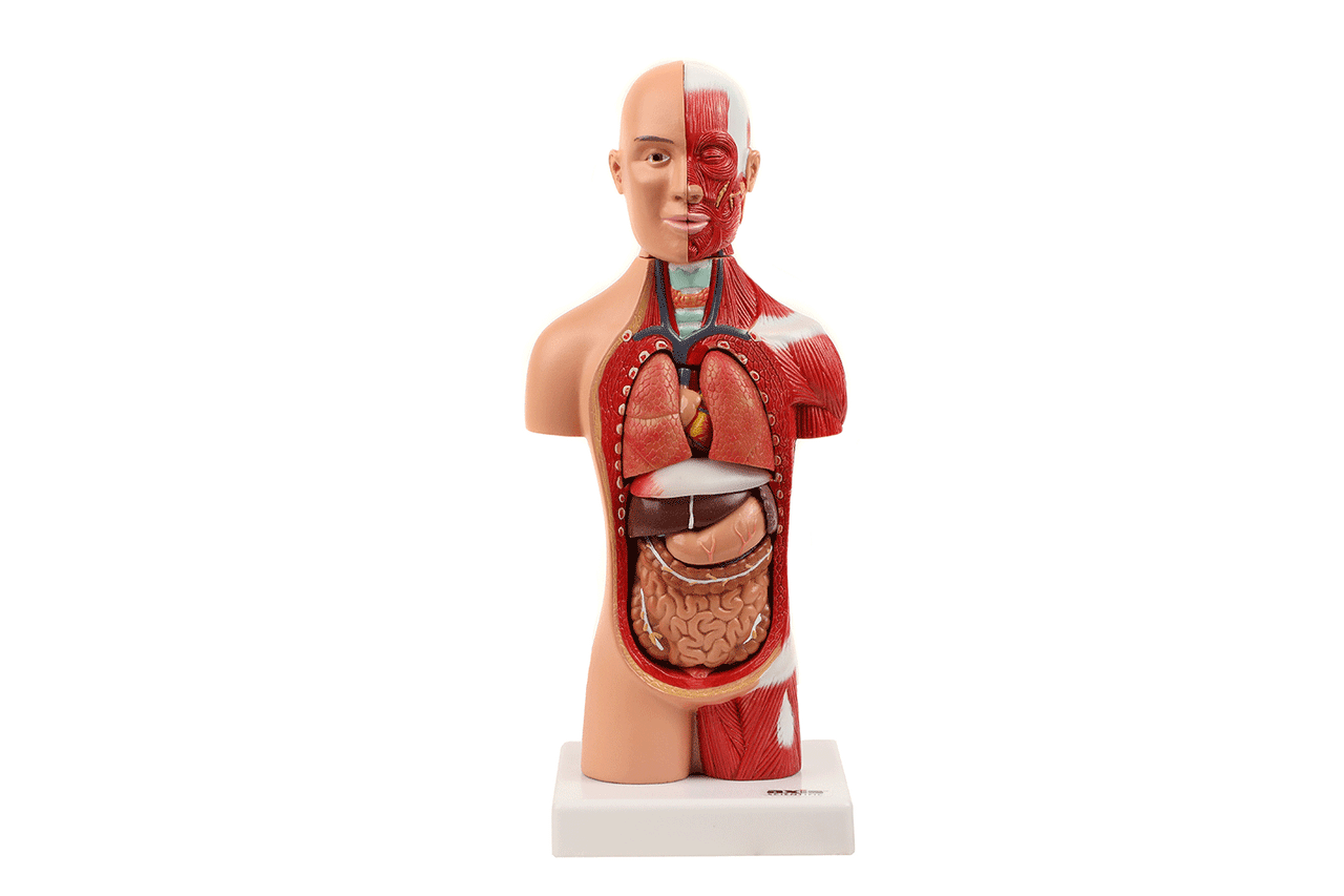 Axis Scientific 14-Part Micro Torso Anatomy Model
