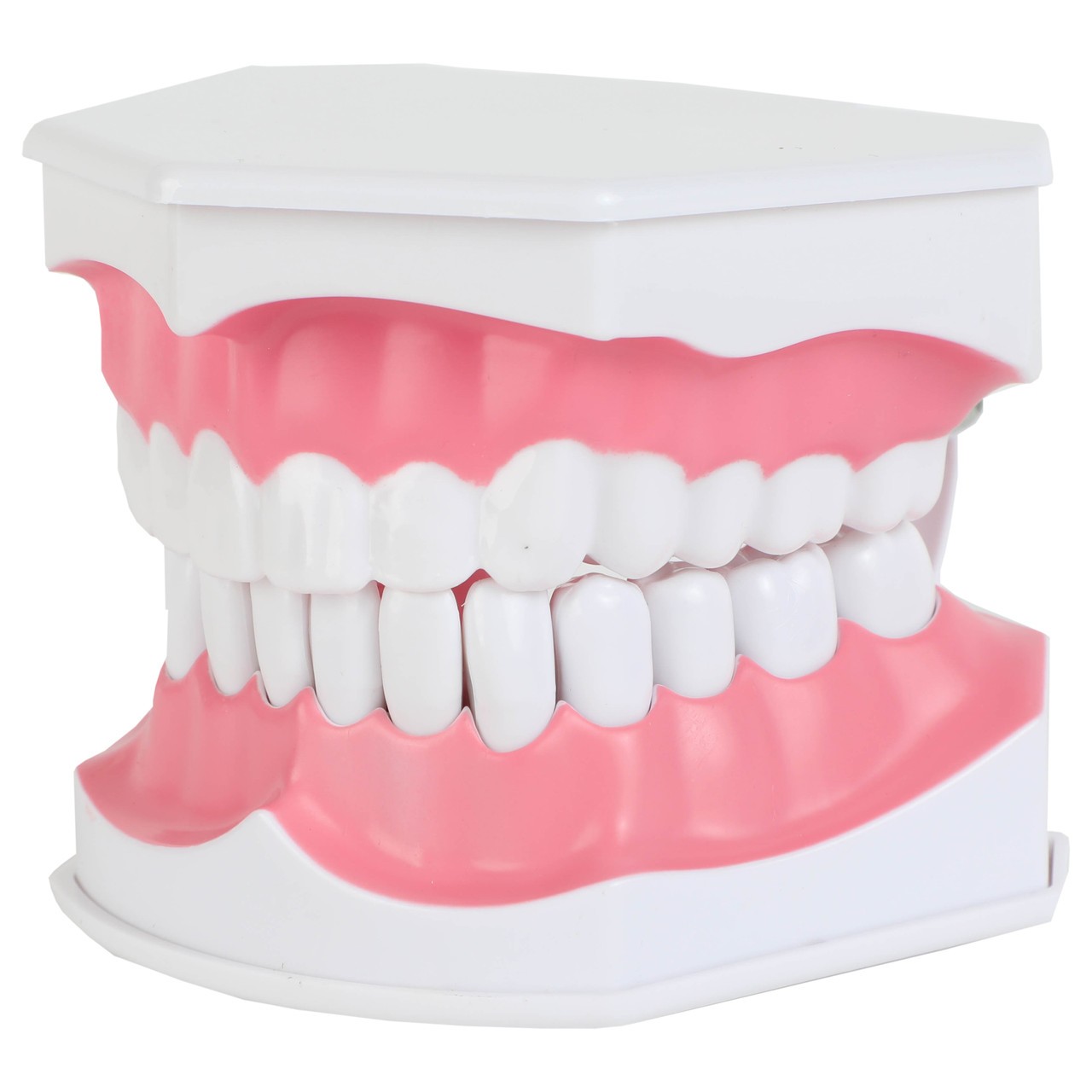Axis Scientific Enlarged Teeth Care Model Front Left View