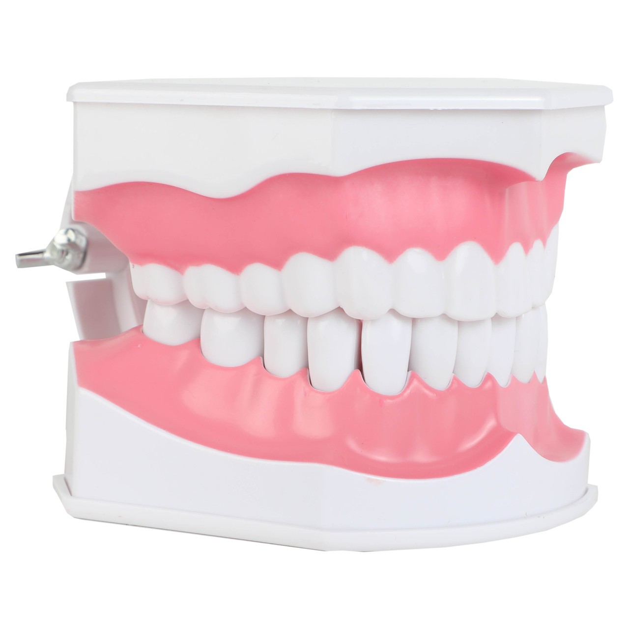 Axis Scientific Enlarged Teeth Care Model Right Front View