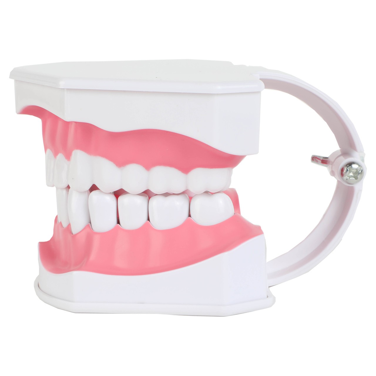 Axis Scientific Enlarged Teeth Care Model Left Side View