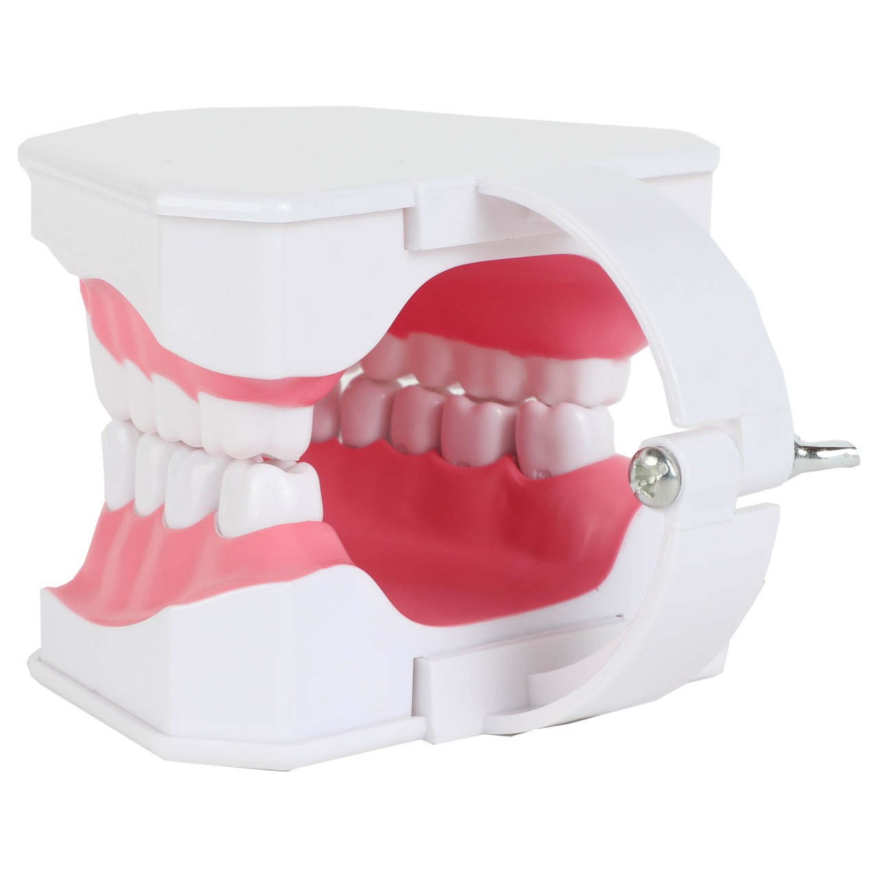 Axis Scientific Enlarged Teeth Care Model Back Left View