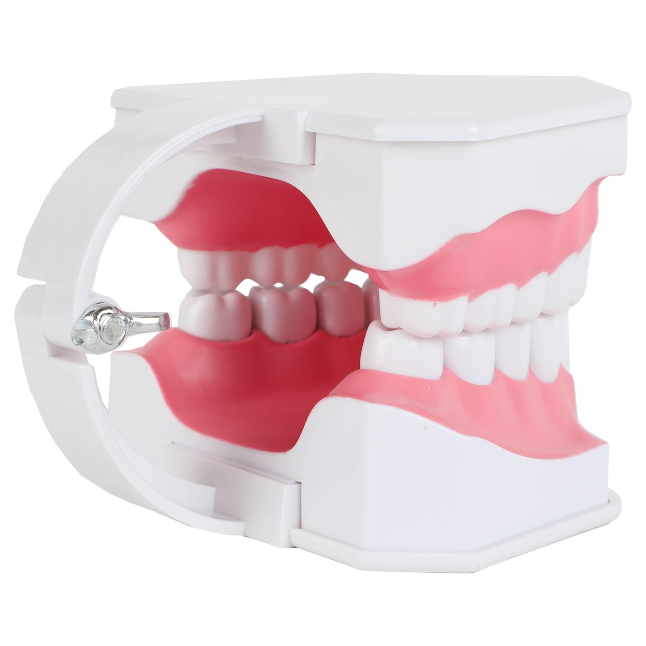 Axis Scientific Enlarged Teeth Care Model Back Right View