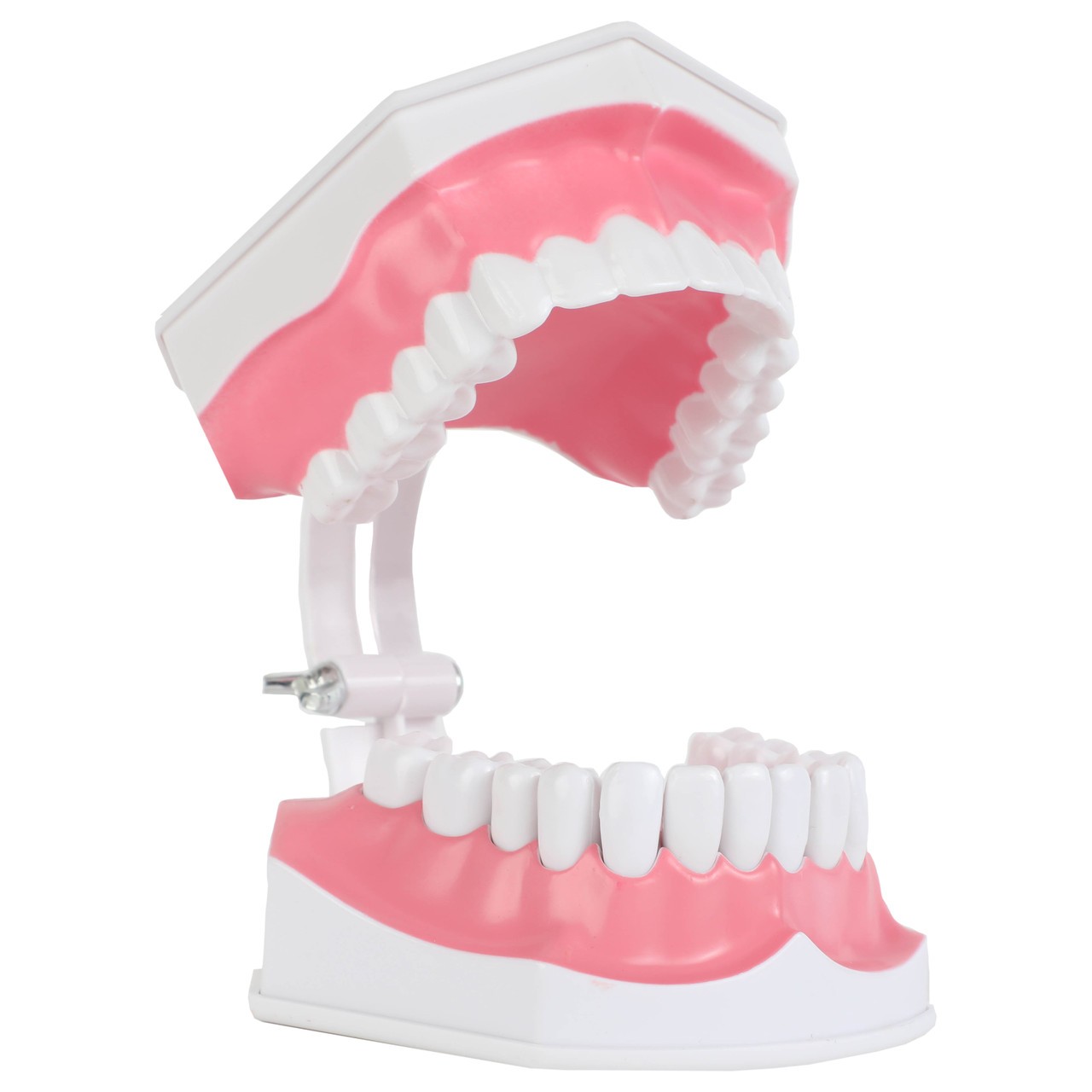 Axis Scientific Enlarged Teeth Care Model Mouth Open Side View