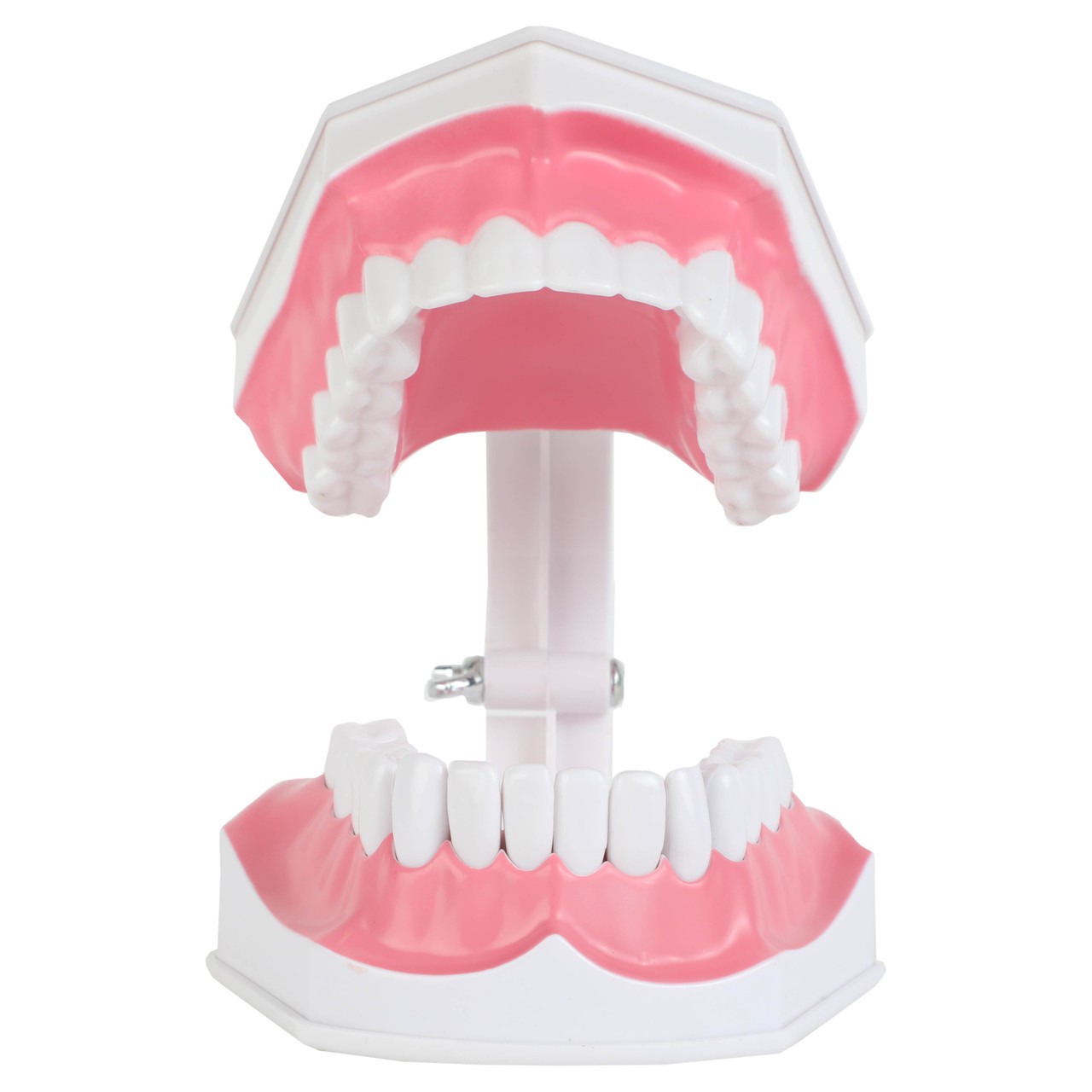 Axis Scientific Enlarged Teeth Care Model Open Mouth Front View