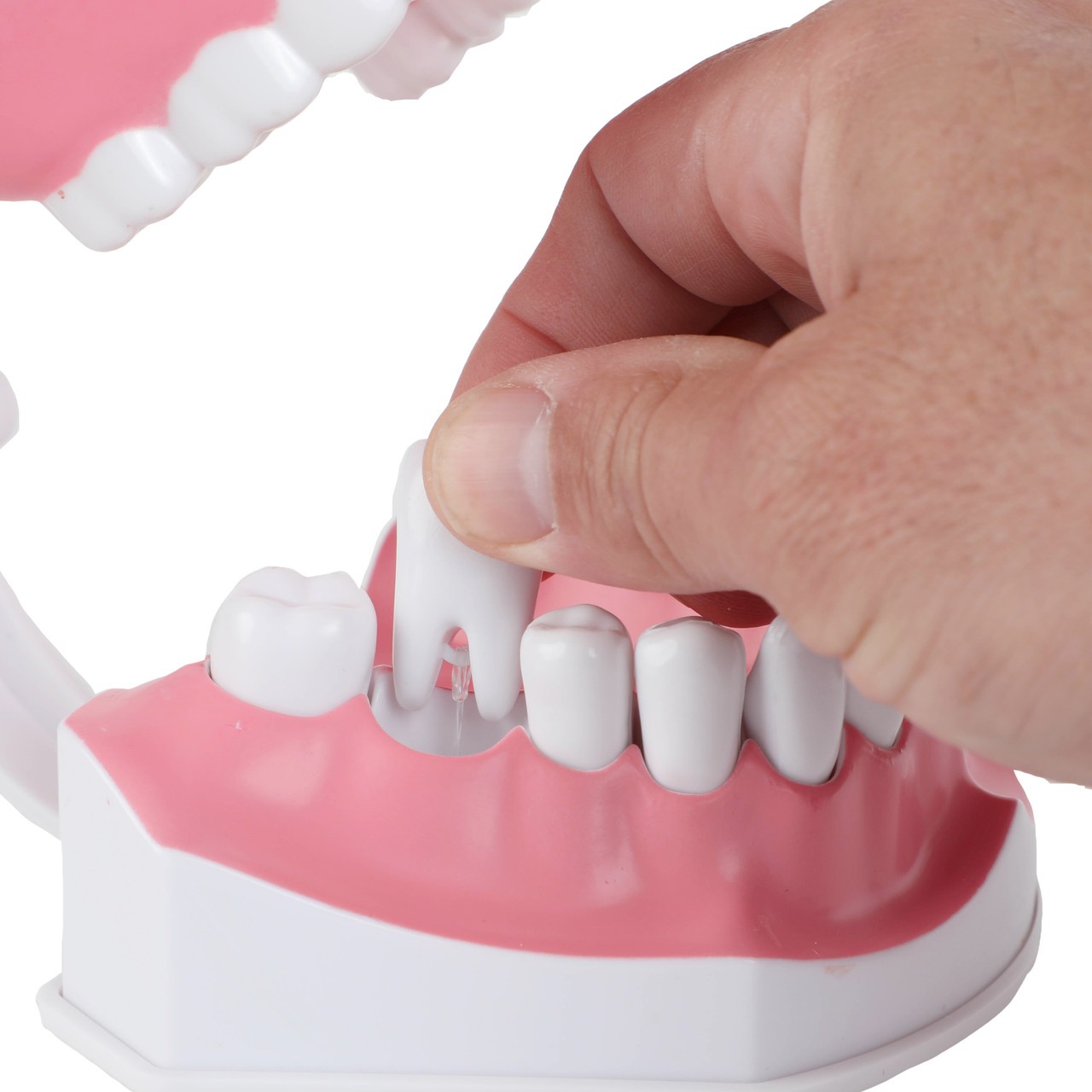 Axis Scientific Enlarged Teeth Care Model Person's Hand Interacting with Removable Tooth