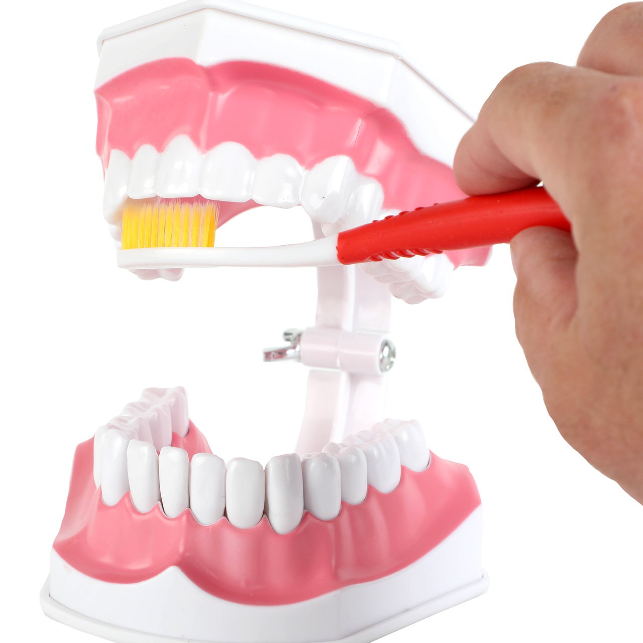 Axis Scientific Enlarged Teeth Care Model Person's Hanf Interacting with Toothbrush and Teeth