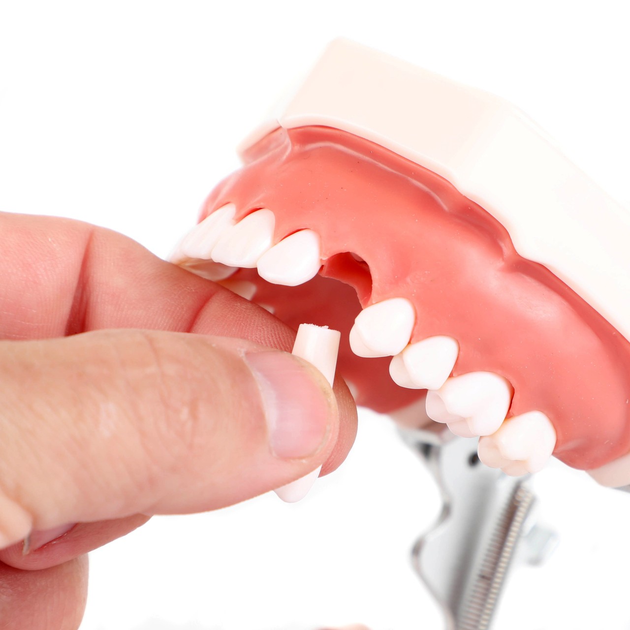 Axis Scientific Dental Pulp Repair Anatomy Model Person Interacting with Tooth