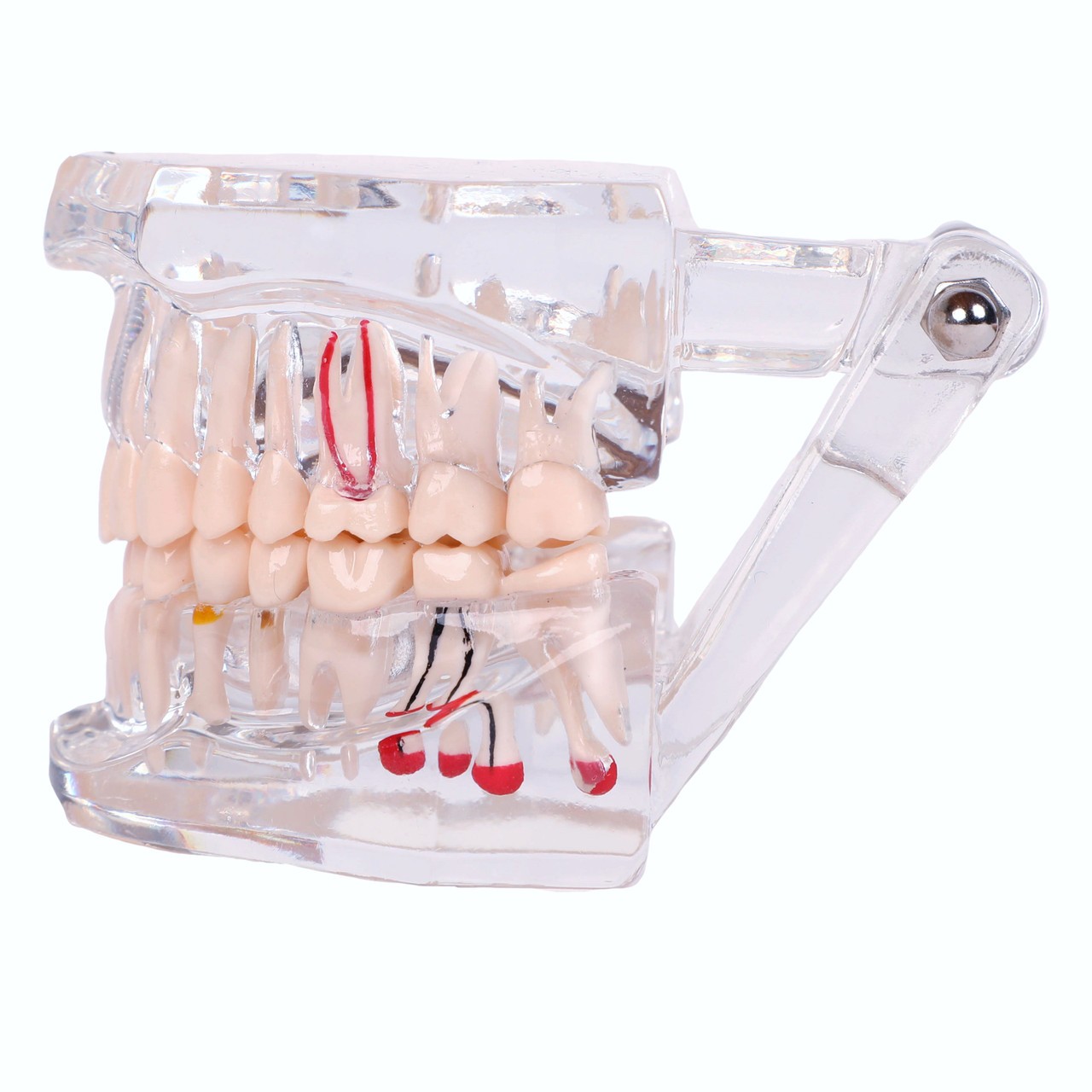 Axis Scientific Transparent Permanent Teeth Anatomy Model