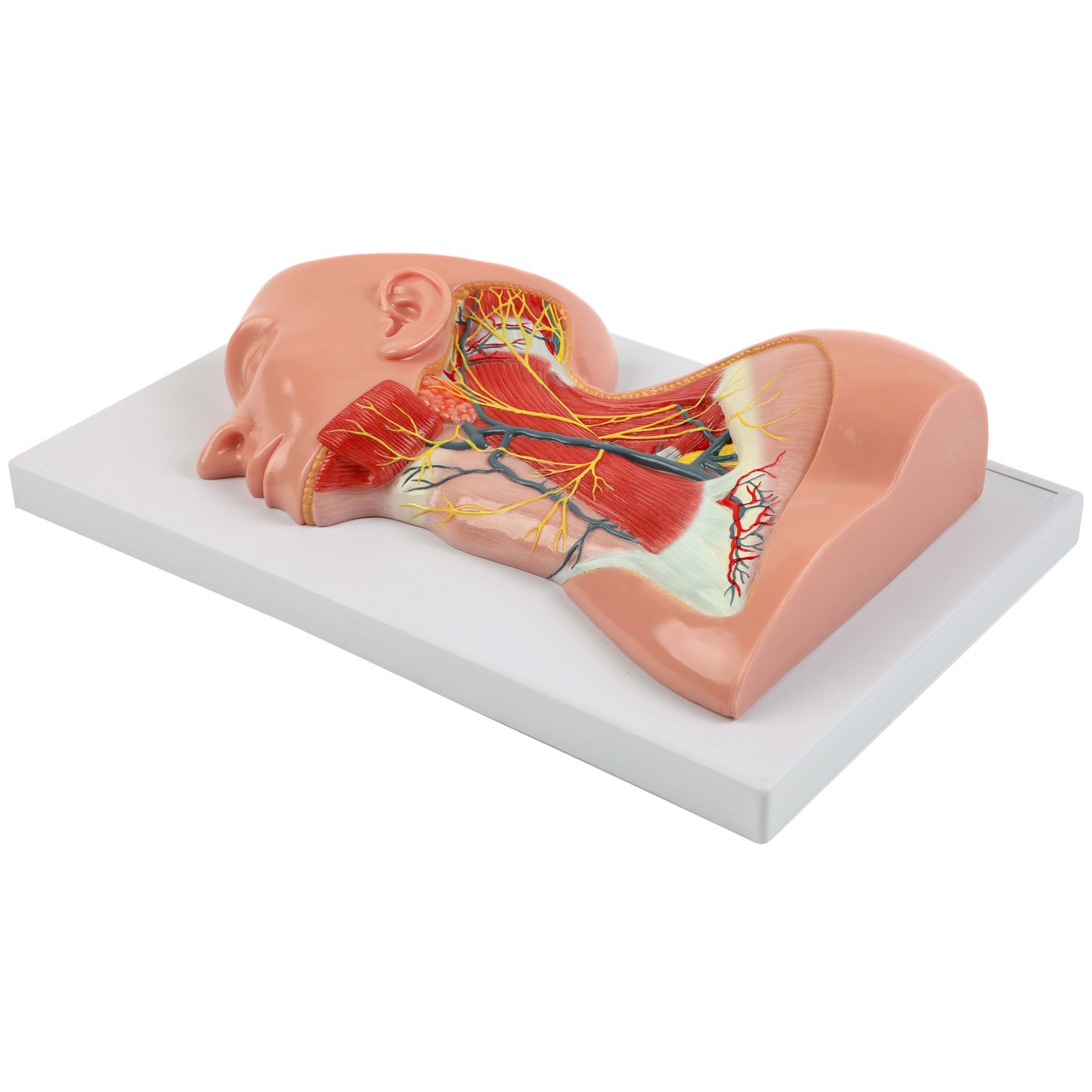 Axis Scientific Human Neck with Muscles, Nerves, and Blood Vessels Anatomy Model Flat, Left Side View