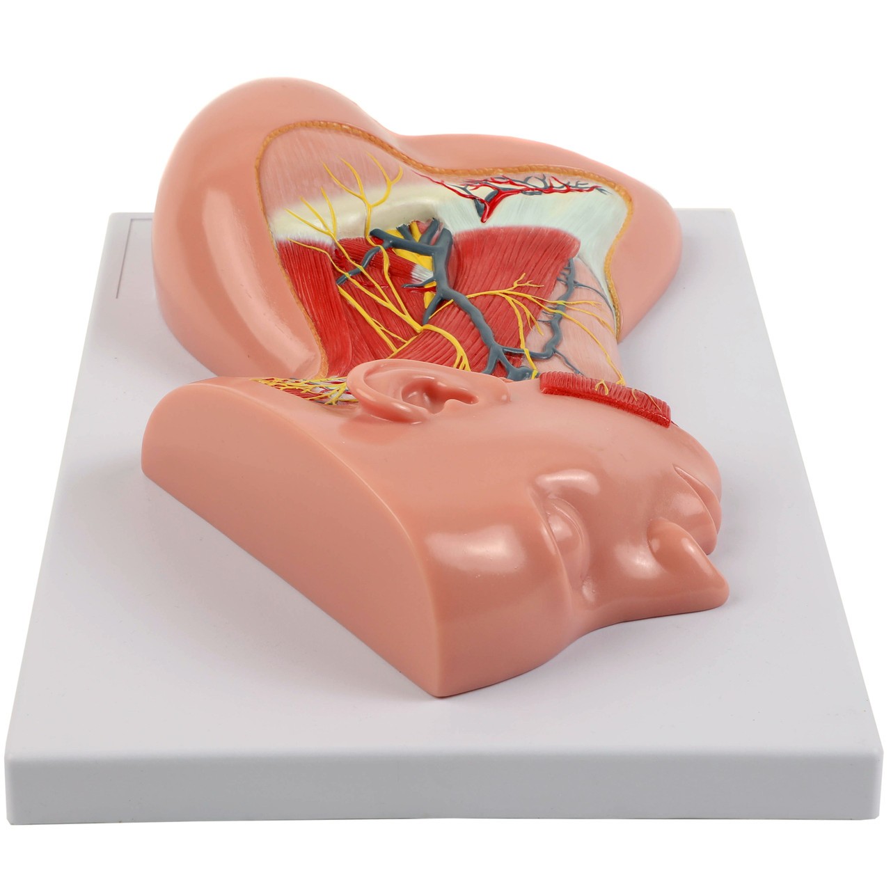 Axis Scientific Human Neck with Muscles, Nerves, and Blood Vessels Anatomy Model Flat, Top Down View