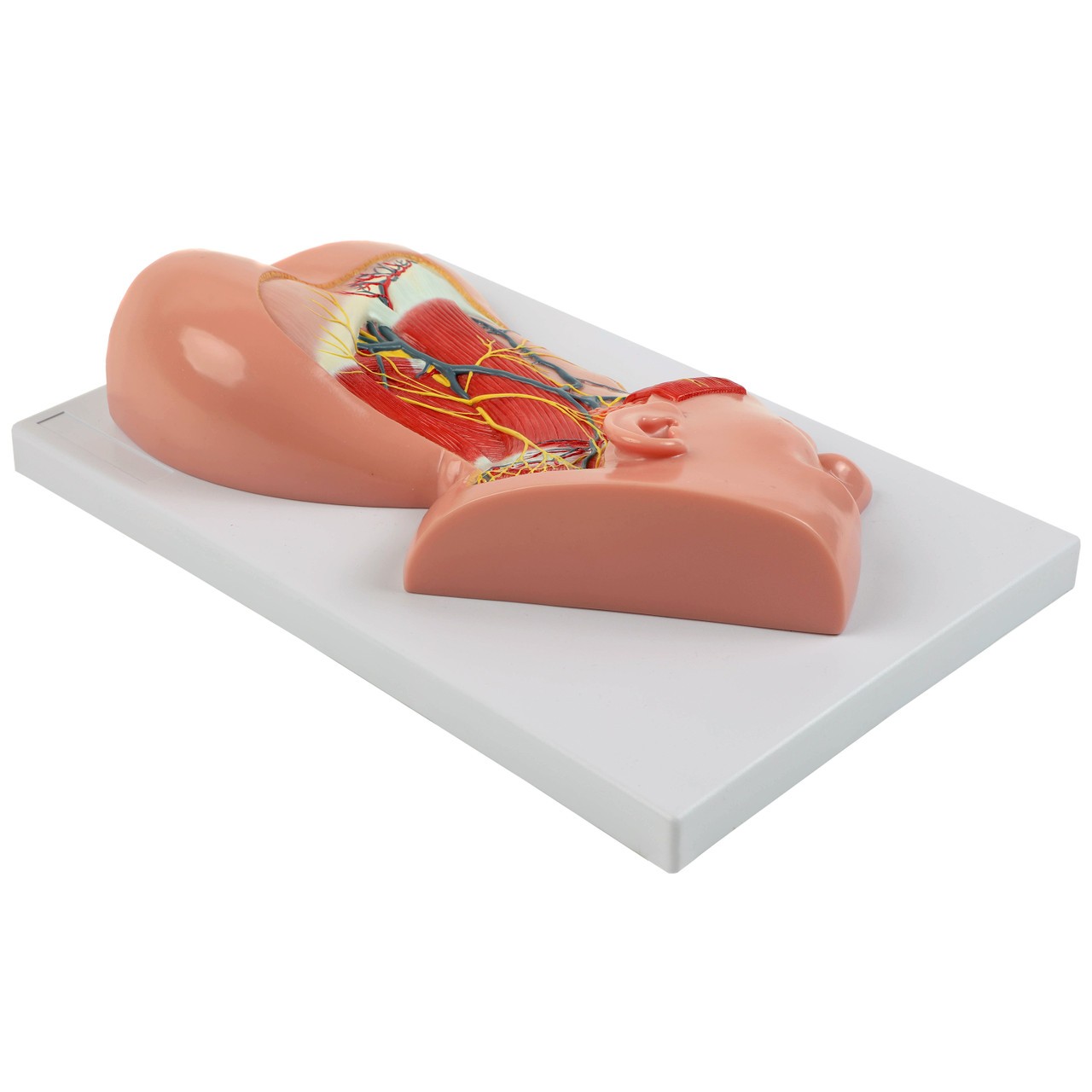 Axis Scientific Human Neck with Muscles, Nerves, and Blood Vessels Anatomy Model Flat, Right Side View