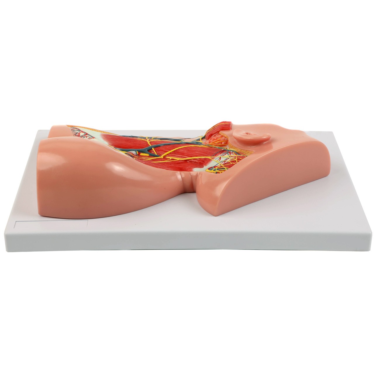 Axis Scientific Human Neck with Muscles, Nerves, and Blood Vessels Anatomy Model Flat Direct Side View