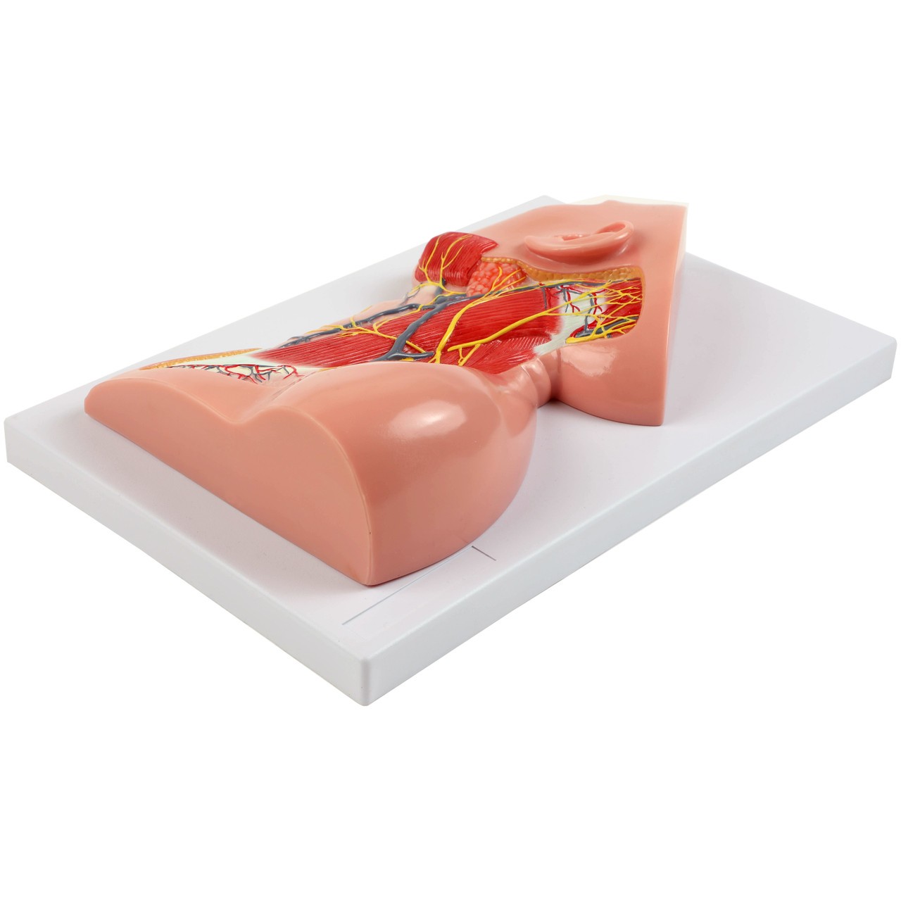 Axis Scientific Human Neck with Muscles, Nerves, and Blood Vessels Anatomy Model Flat, Bottom Right Side View