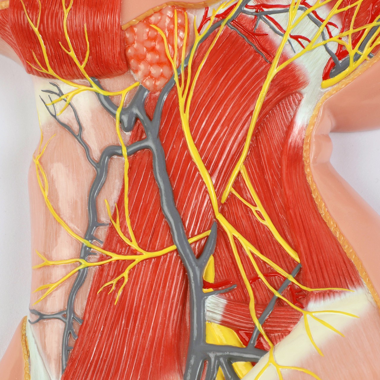 Axis Scientific Human Neck with Muscles, Nerves, and Blood Vessels Anatomy Model Close Up Detail of the Exposed Vessels, Nerves, and Muscles