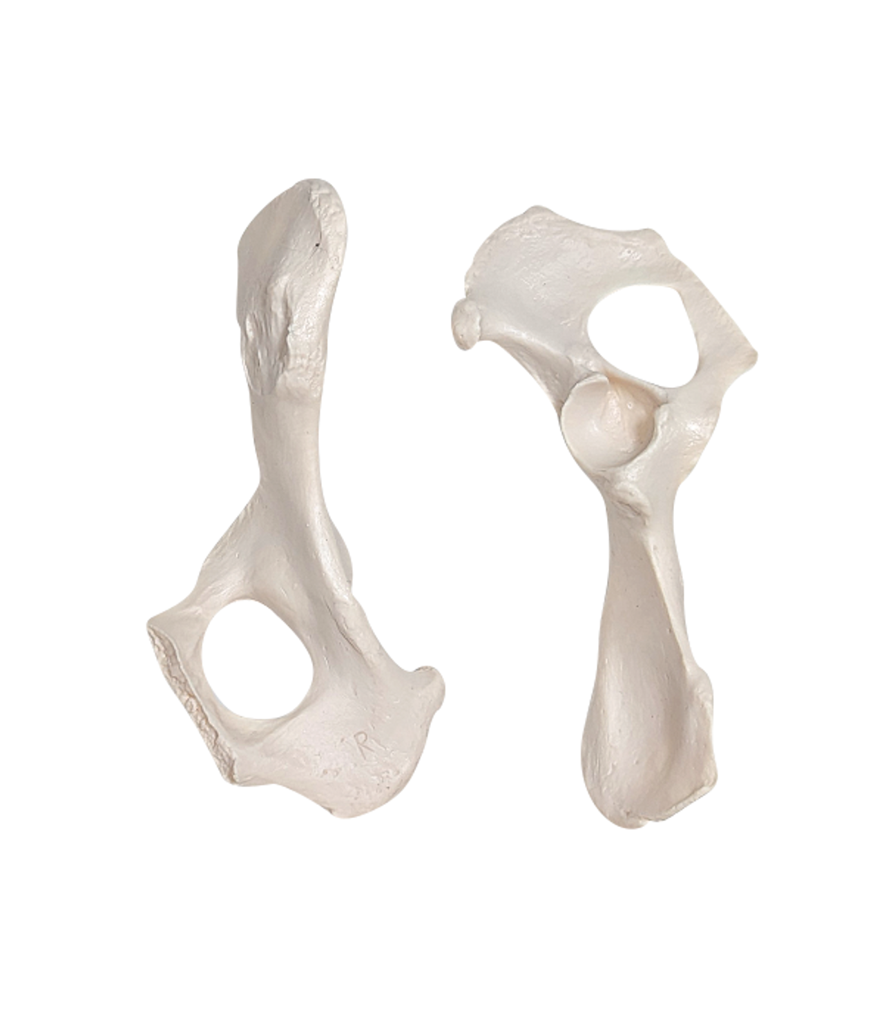 Axis Scientific Disarticulated Dog Skeleton Hip Bones
