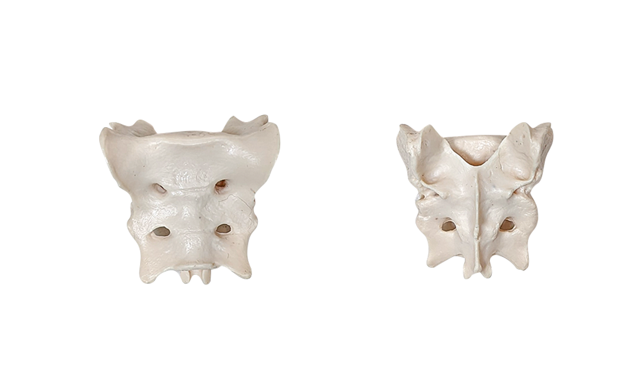 Axis Scientific Disarticulated Dog Skeleton Vertebrae Bones