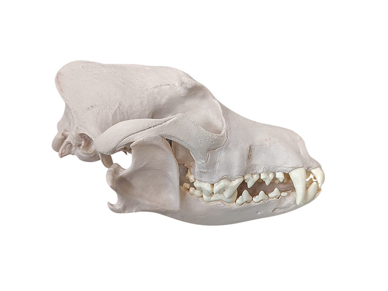Axis Scientific Disarticulated Dog Skeleton Skull - Side Profile View