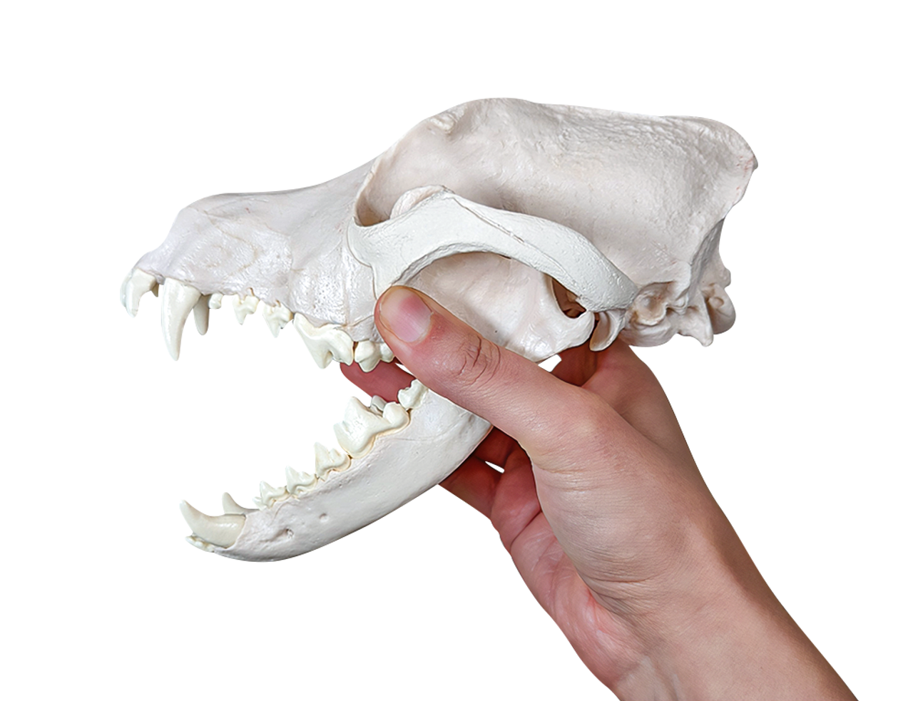 Axis Scientific Disarticulated Dog Skeleton Skull Held - Side Profile View