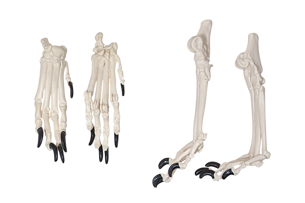 Axis Scientific Disarticulated Dog Skeleton Extremities