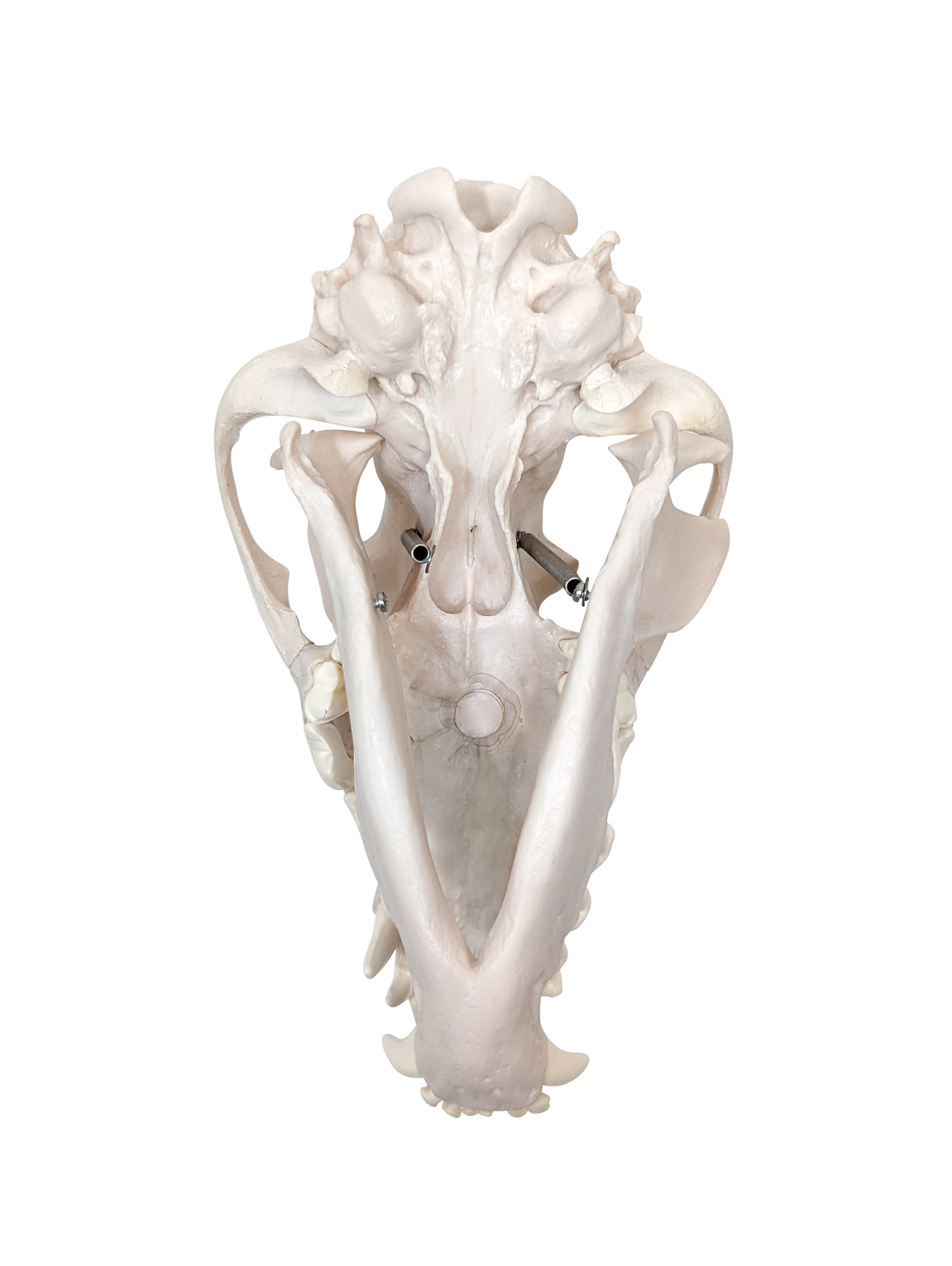 Axis Scientific Disarticulated Dog Skeleton Skull - Bottom view