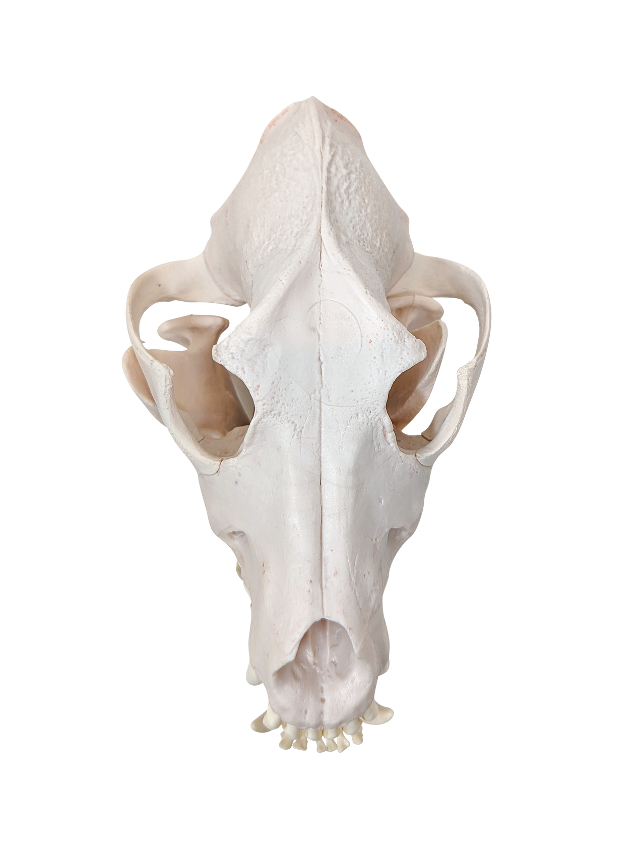 Axis Scientific Disarticulated Dog Skeleton Skull - Top view