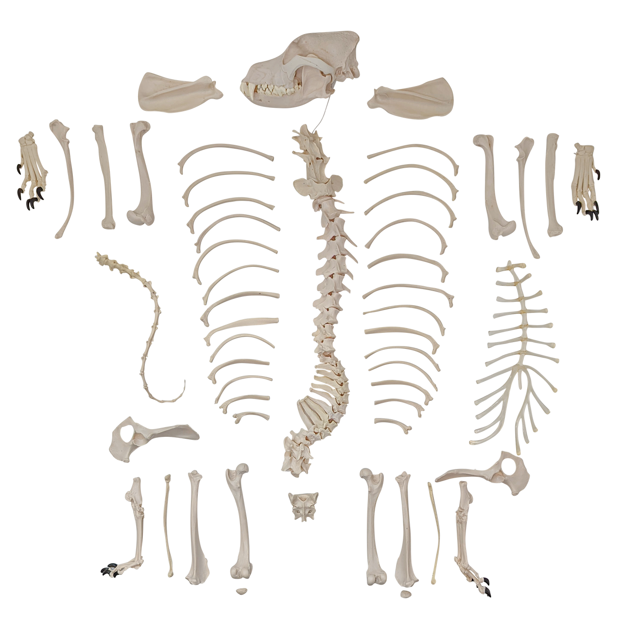 All Axis Scientific Disarticulated Dog Skeleton Bones