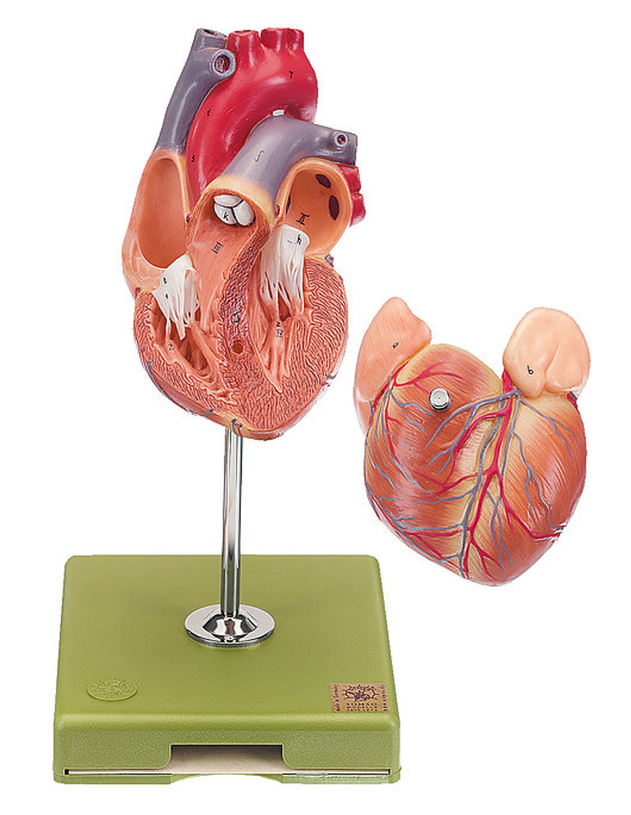 SOMSO 2-Part Heart Model