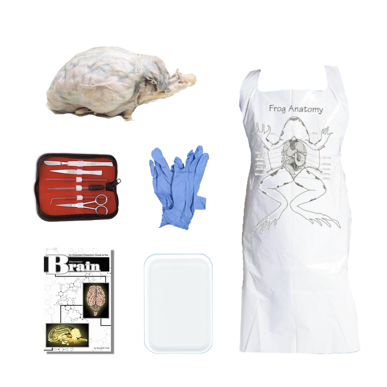 Sheep Brain Dissection Kit