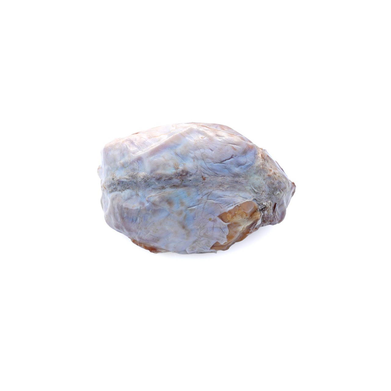 Sheep Brain Dissection Kit