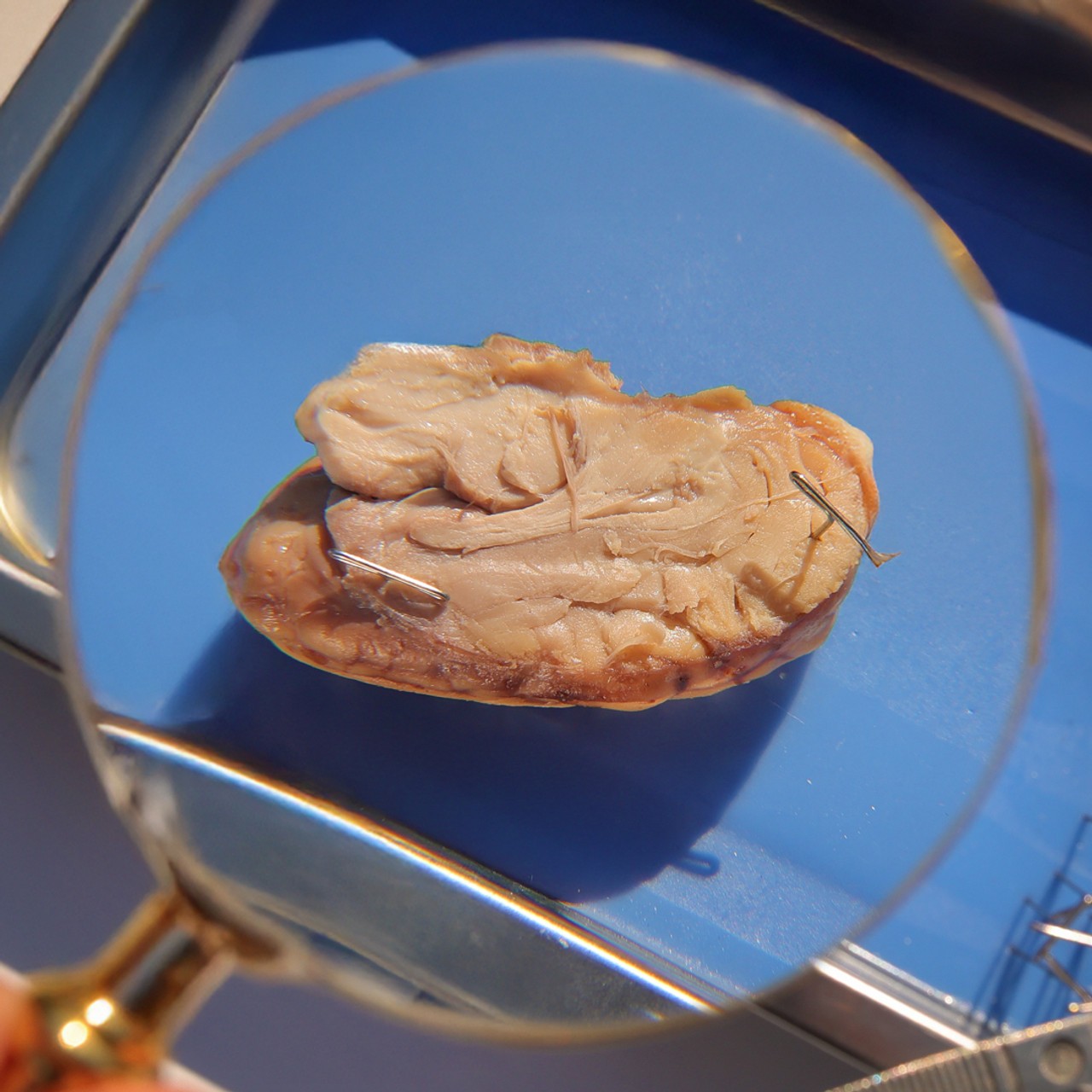 Sheep Brain Dissection Kit