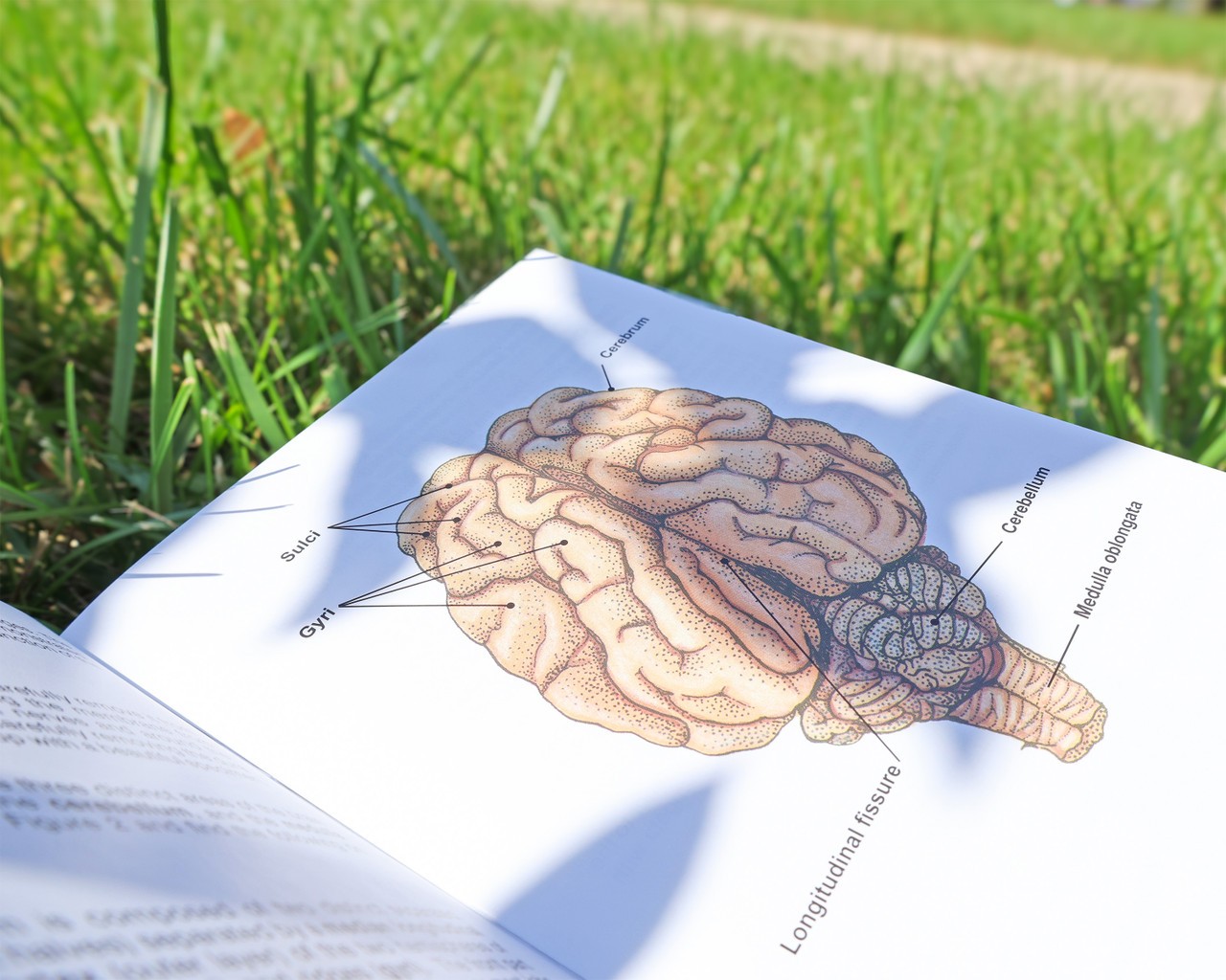 Sheep Brain Dissection Kit