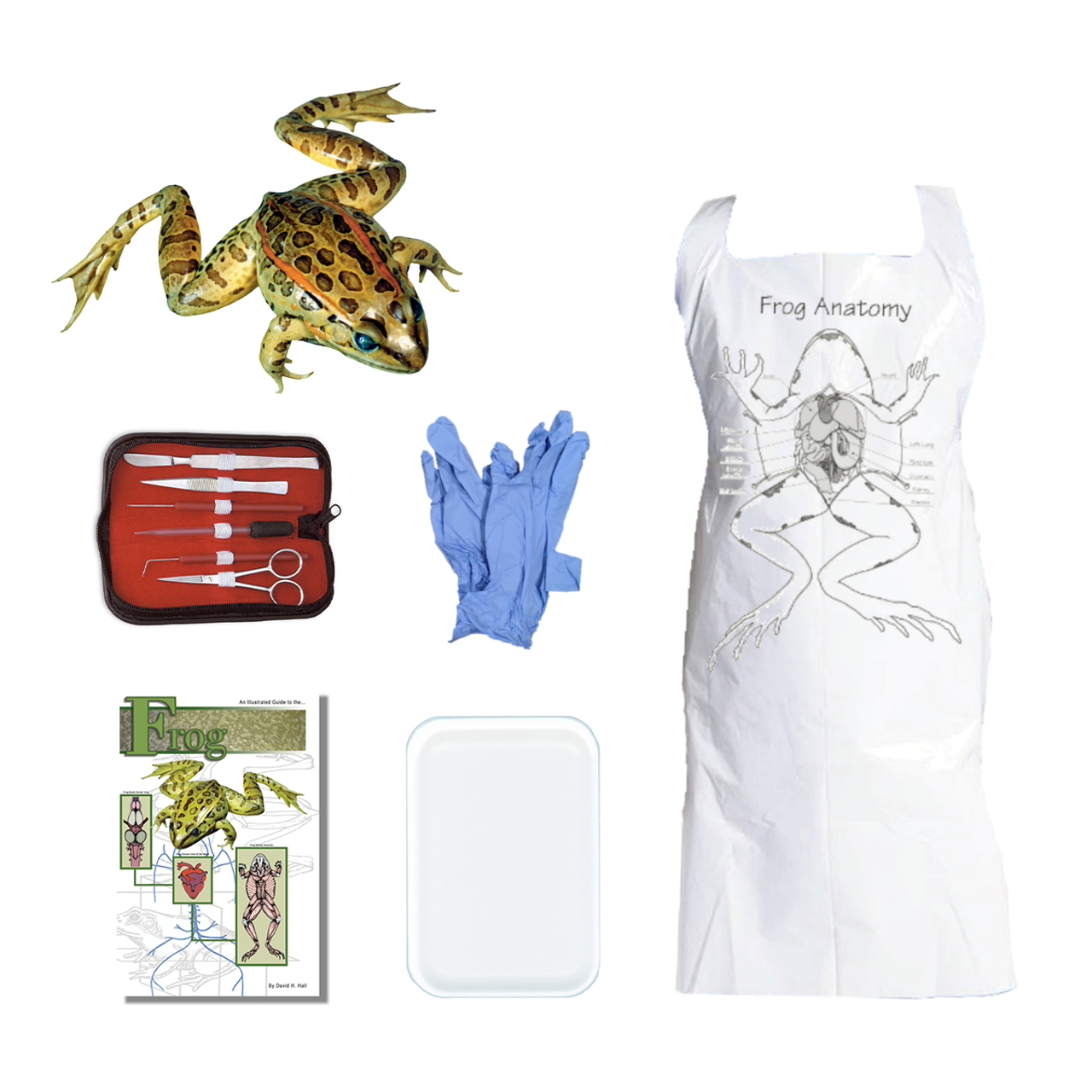 Frog Dissection Kit