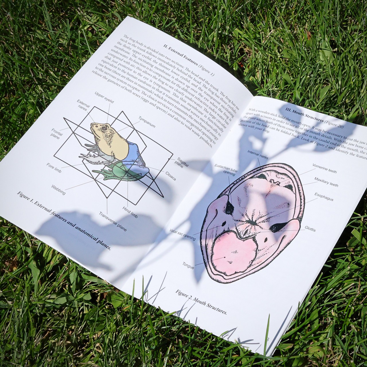 Frog Dissection Kit Manual