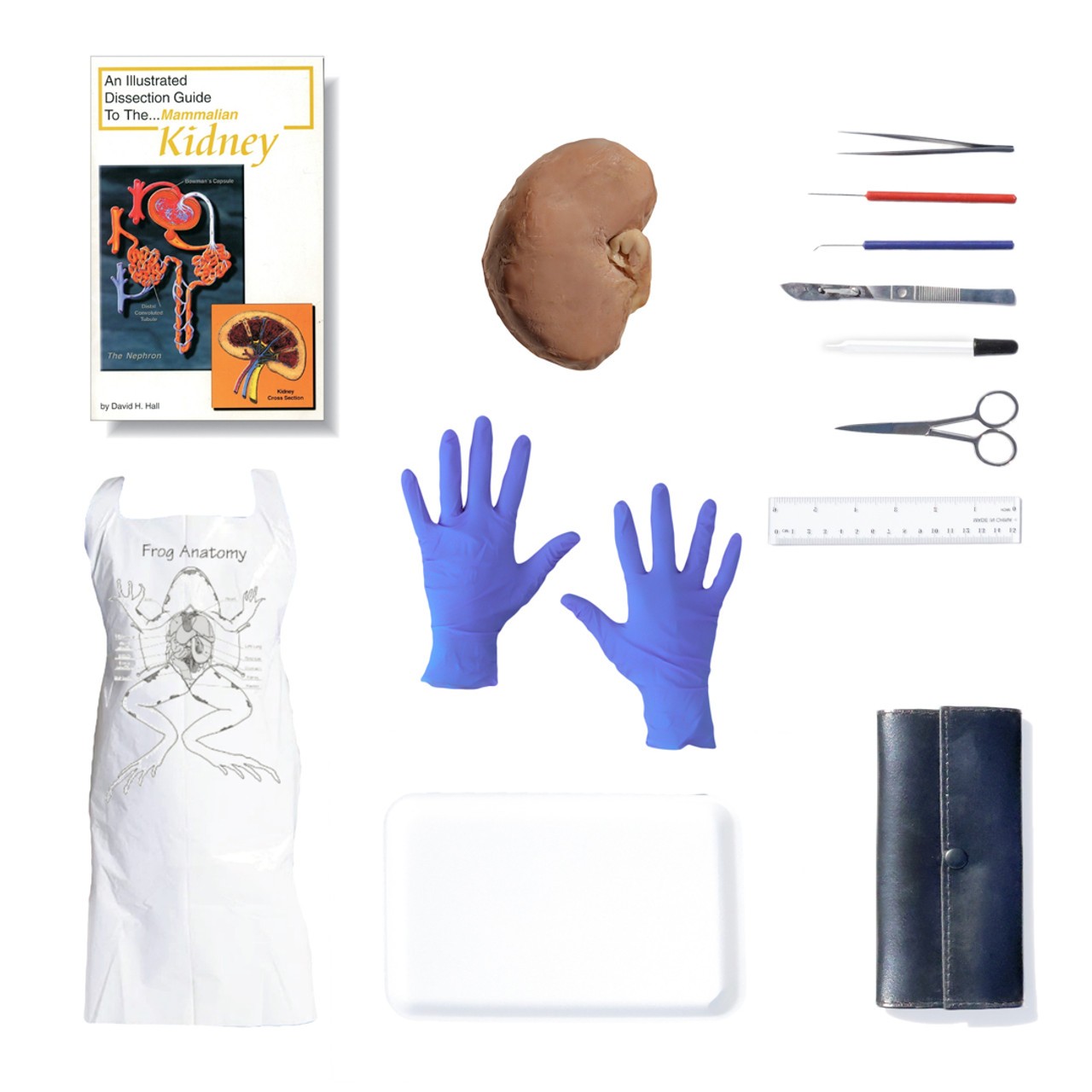 Sheep Kidney Dissection Kit Sheep Kidney Dissection Kit