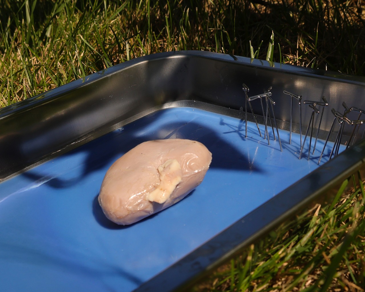 Sheep Kidney Dissection Kit Sheep Kidney Dissection Kit