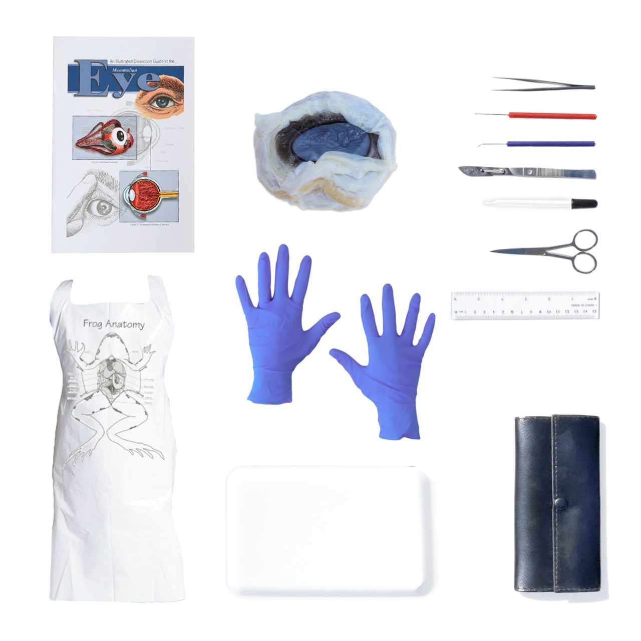 Cow Eye Dissection Kit