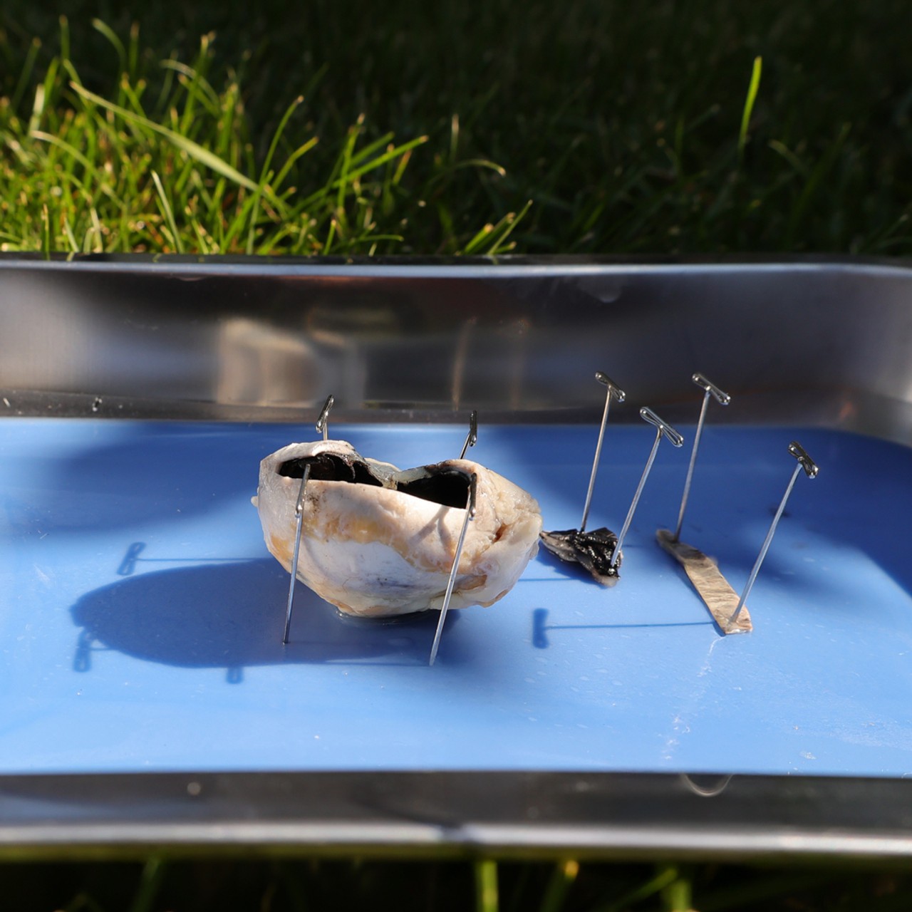 Cow Eye Dissection Kit