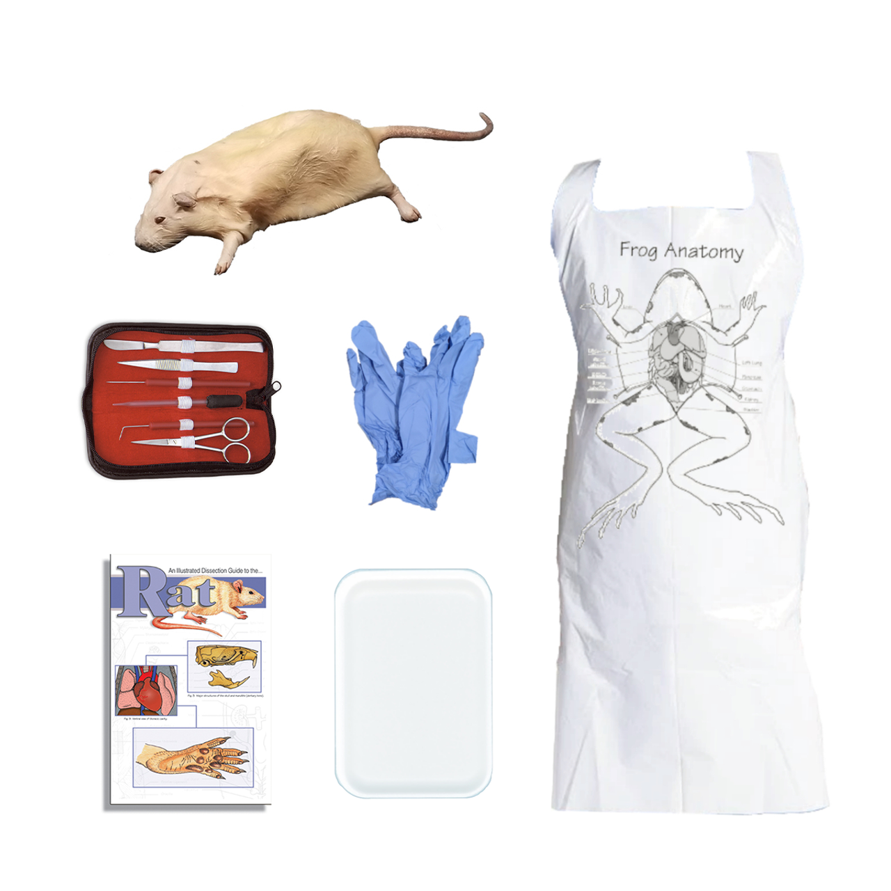 Rat Dissection Kit