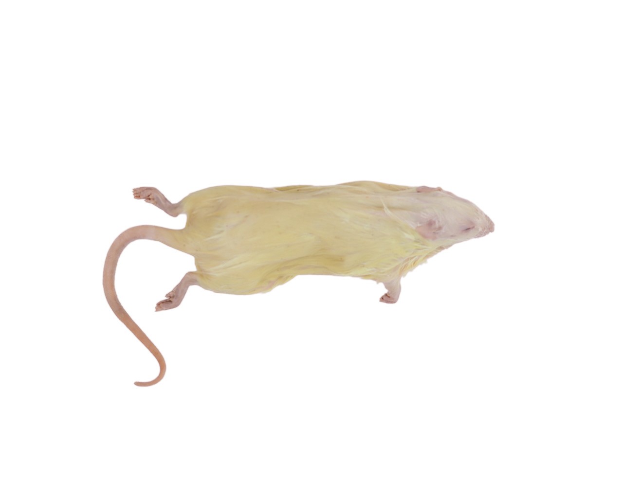 Rat Dissection Kit