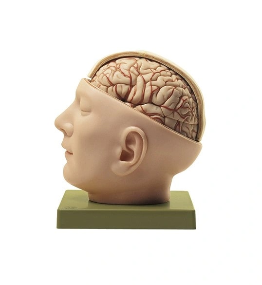 SOMSO Base of the Head