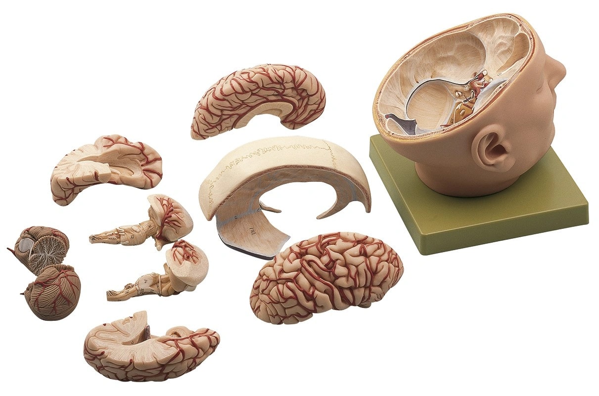 SOMSO Base of the Head