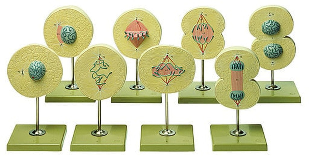 SOMSO Division of the Cell Model