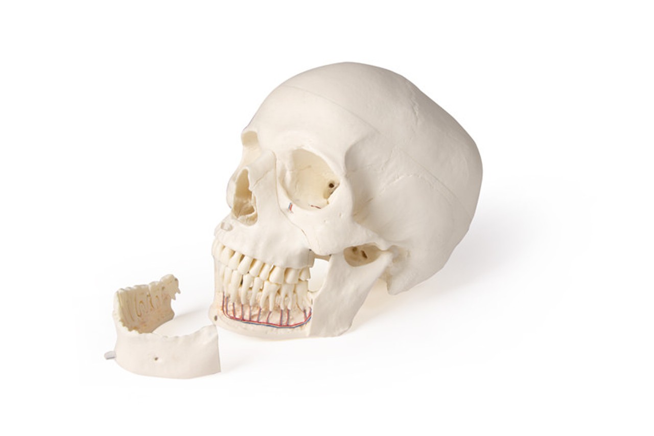 Skull Model for Dentistry and Oral Surgery