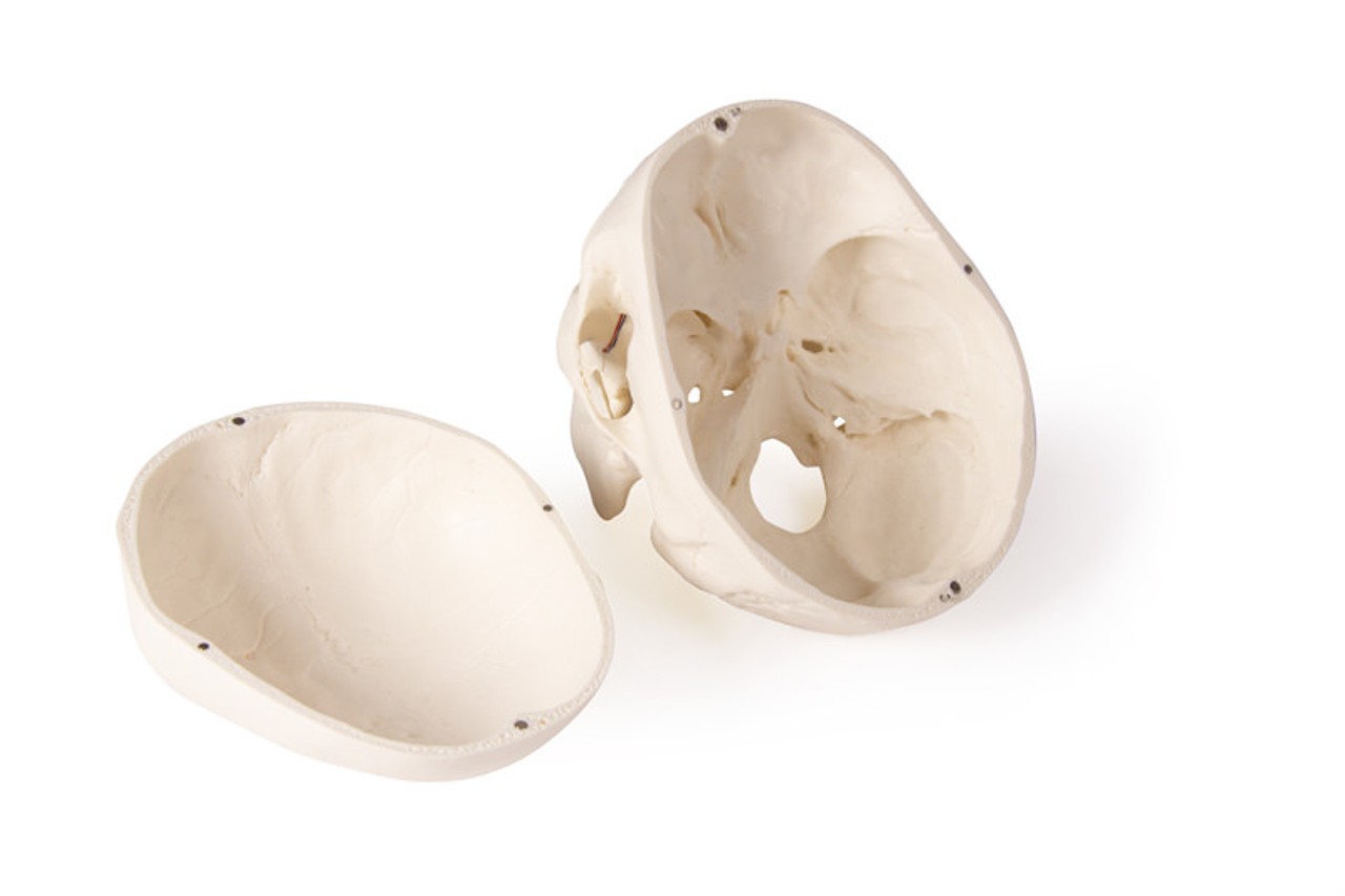 Skull Model for Dentistry and Oral Surgery