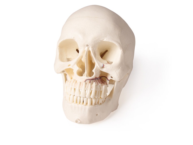 Erler-Zimmer Skull Model for Dentistry and Oral Surgery, 5-part