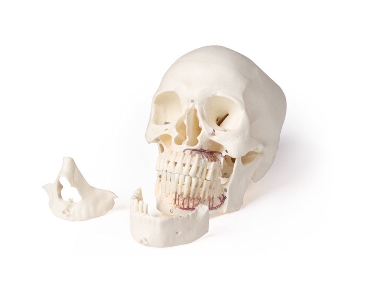 Skull Model for Dentistry and Oral Surgery