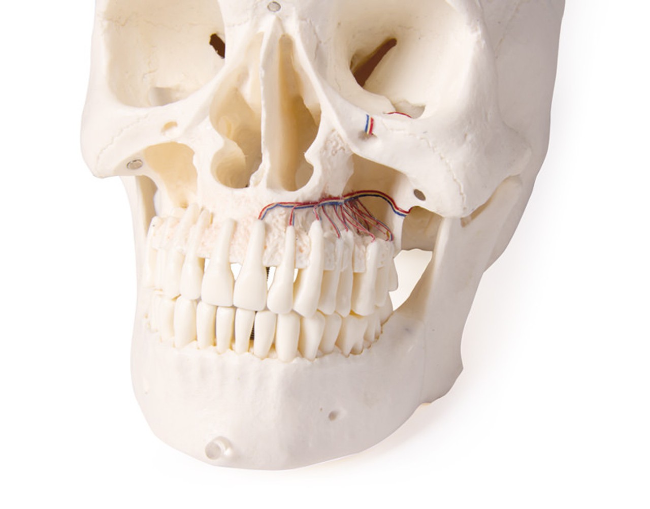 Skull Model for Dentistry and Oral Surgery