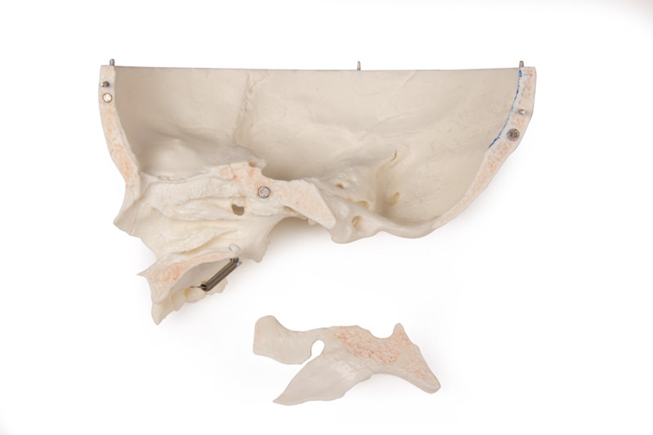 Luxury Demonstration Children's Skull for Advanced Studies