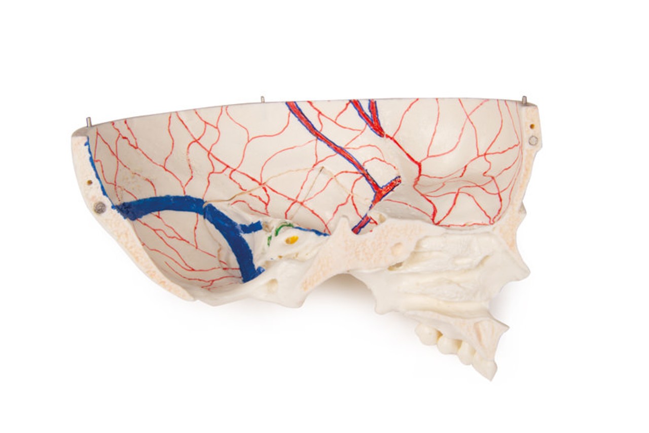 Luxury Demonstration Children's Skull for Advanced Studies