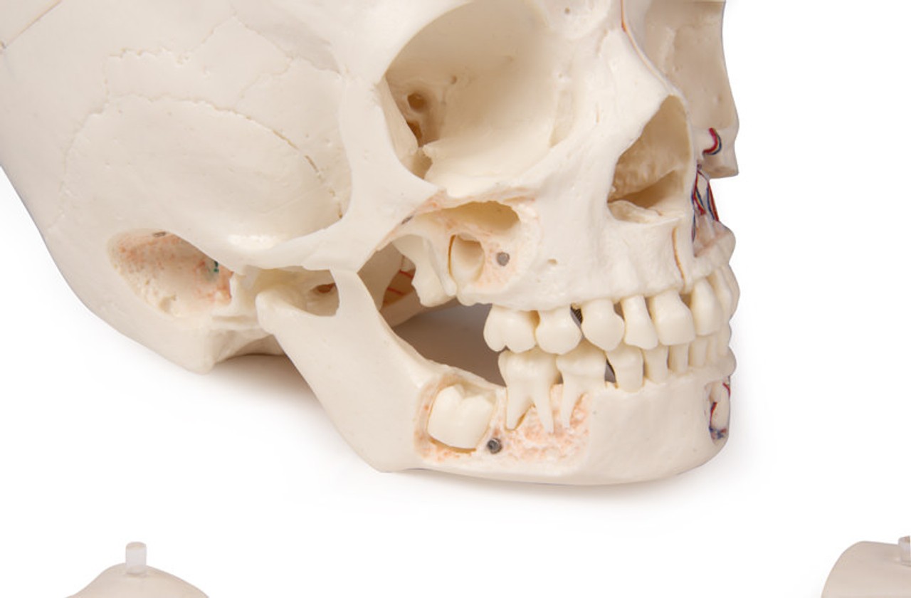 Luxury Demonstration Children's Skull for Advanced Studies